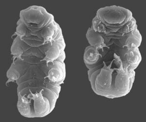 True Facts About Tardigrades