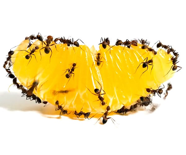 Ants Eat a Tangerine