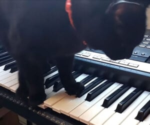 Horror Music Kitty