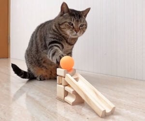 Cat Ping Pong Trick Shots