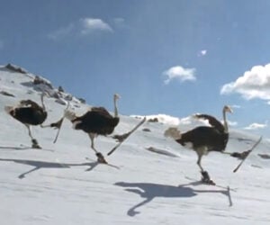 Skiing Ostriches