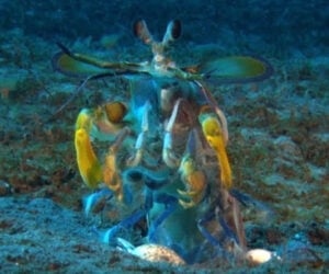 Mantis Shrimp vs. Octopus