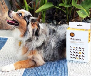 DNA My Dog Breed Identification Test + Dog Training Bundle