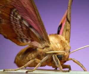 Moths in Ultra Slow-Motion