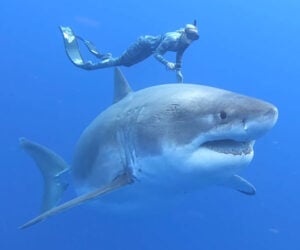 Swimming with a Great White Shark