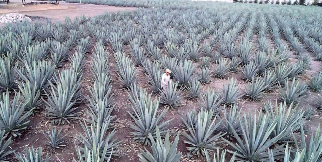 Zignum Mezcal