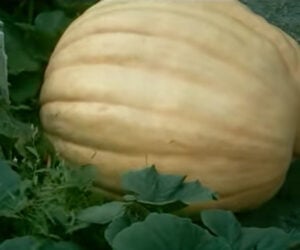 Giant Pumpkin Time-Lapse