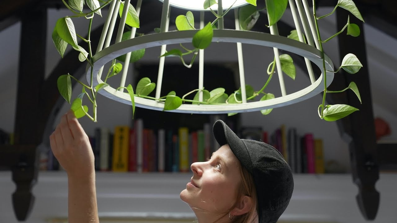 Plant + Lamp = Plamp