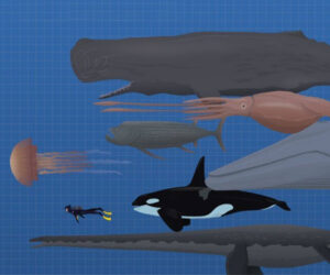 Sea Creature Size Comparison