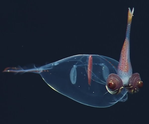 Strange Deep-Sea Animals