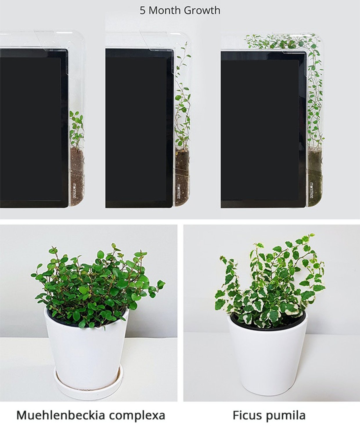 Monitree Planter for Monitors