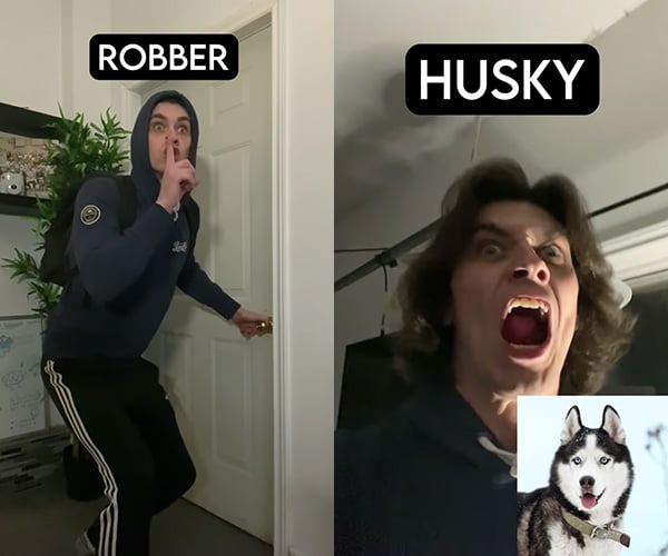 Dogs vs. Robbers