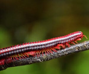 A Giant Fire Red Millipede