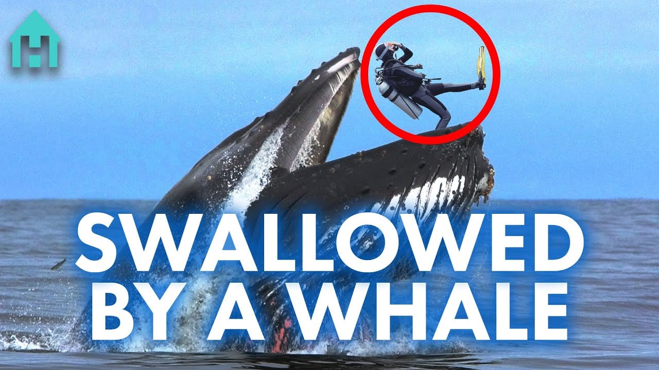 If You Got Swallowed by a Whale