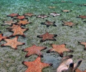 True Facts About Sea Stars
