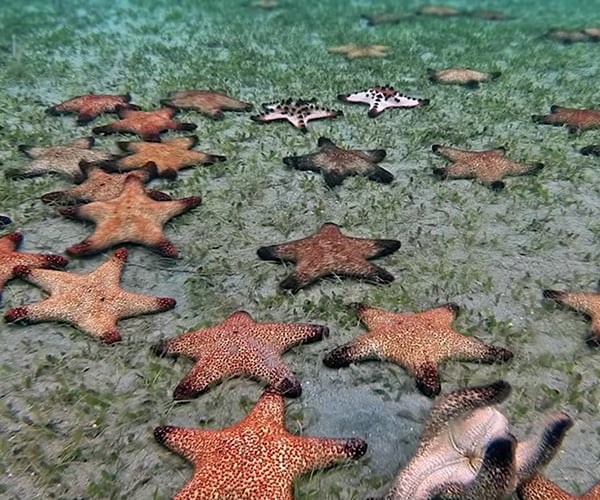 True Facts About Sea Stars