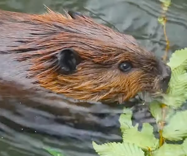 True Facts About Beavers