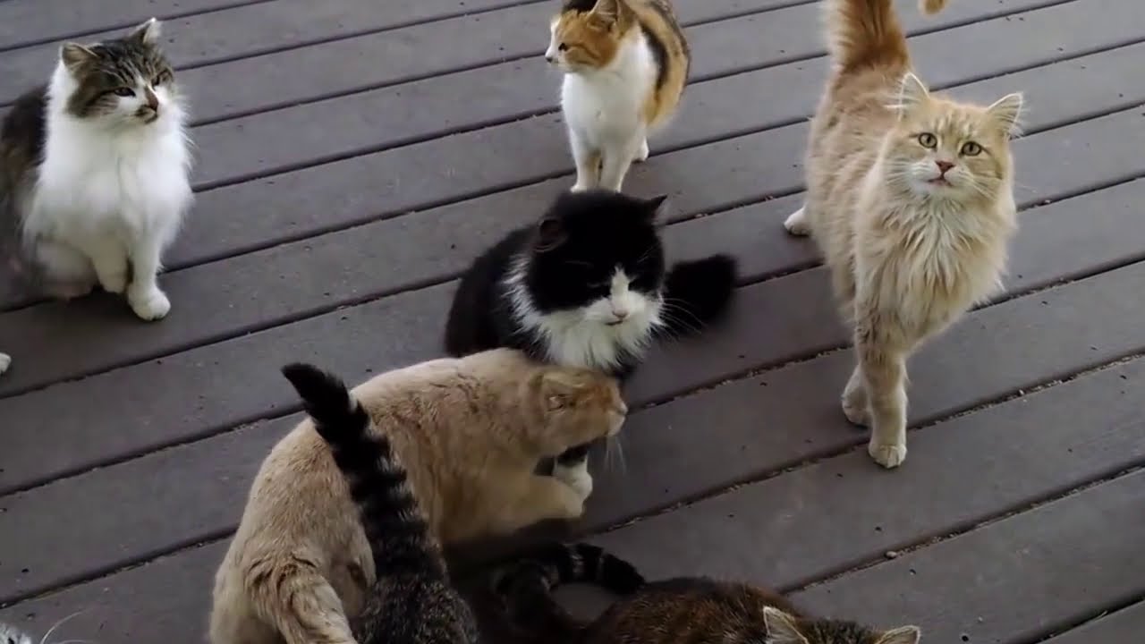 If Every Cat Sounded Like Arnold Schwarzenegger