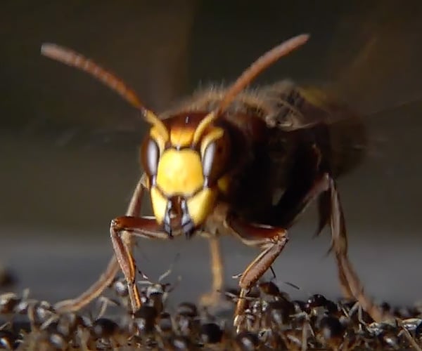Hornets vs. Ants in Slow-Motion