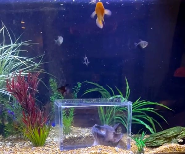 A Fish Tank for Cats