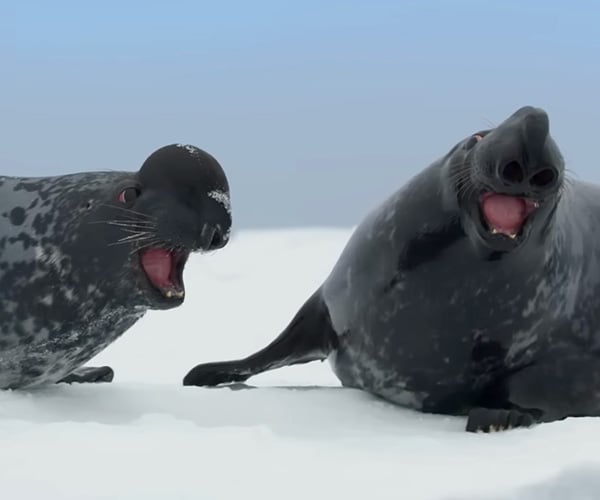 Hooded Seals Are Weird