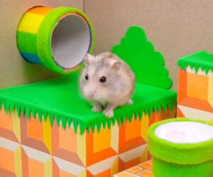 Super Mario Hamster Maze