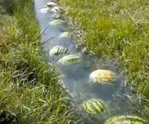 A River of Watermelons