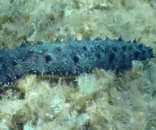 True Facts About Sea Cucumbers