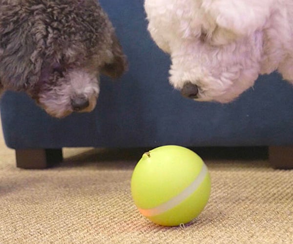 Wicked Ball Interactive Pet Toy