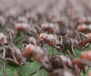 Visualizing All the World’s Ants