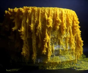 True Facts About Slime Mold