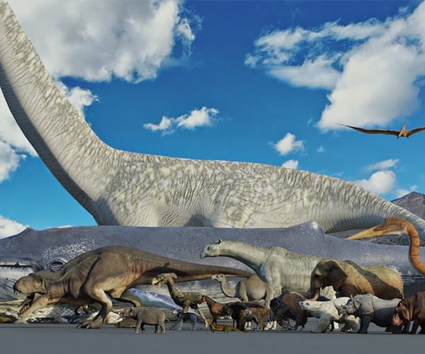 http://theawesomer.com/the-true-scale-of-animals/699606/