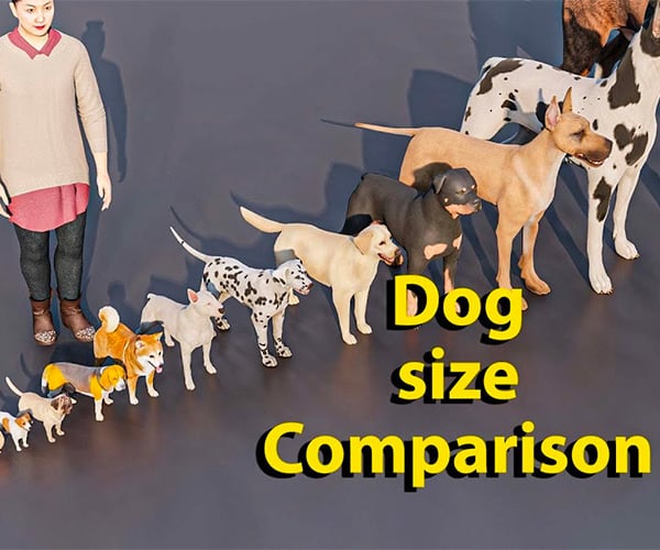 Dog Size Comparison