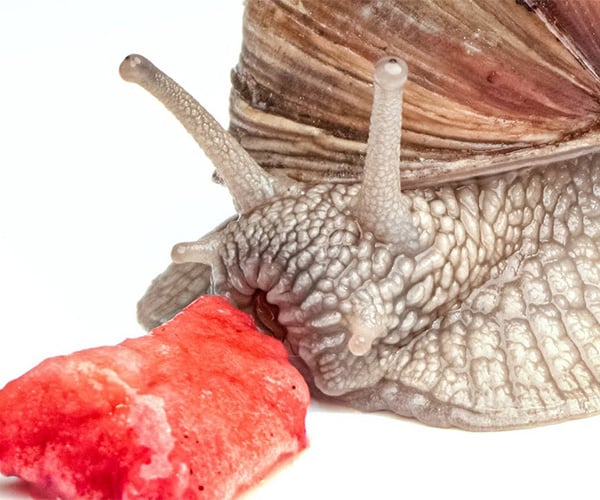 Snail Eats a Strawberry