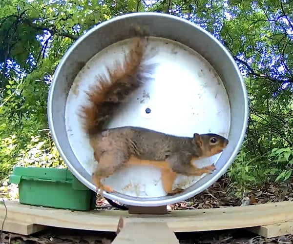 Squirrel-powered Phone Charger