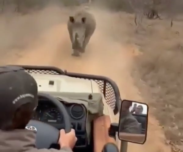 Escaping a Rhino… in Reverse