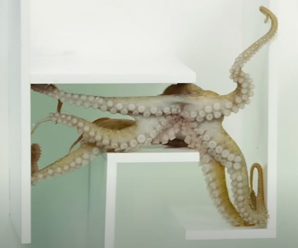 Octopus vs. Obstacle Course