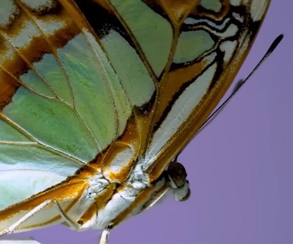 True Facts About Butterfly and Moth Defenses