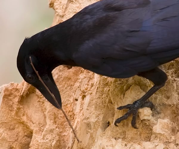 True Facts About Crows’ Sticks