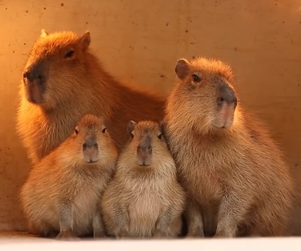 Vaporwave Capybaras