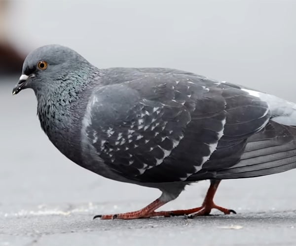 True Facts About Smart Pigeons