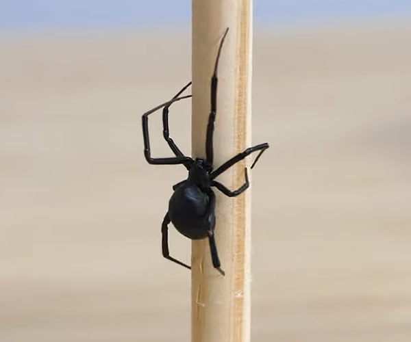 How Strong Is a Black Widow’s Web?