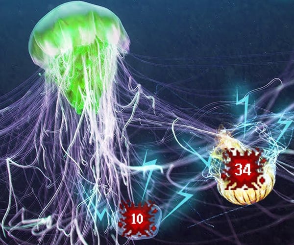 The Jellyfish Tier List