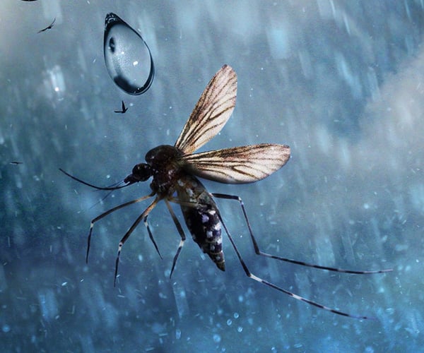 How Insects Fly in the Rain