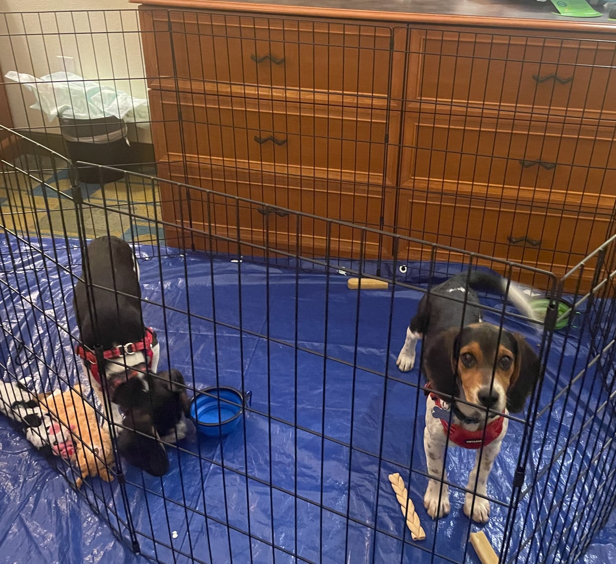 Operation Frodo: A Love Story