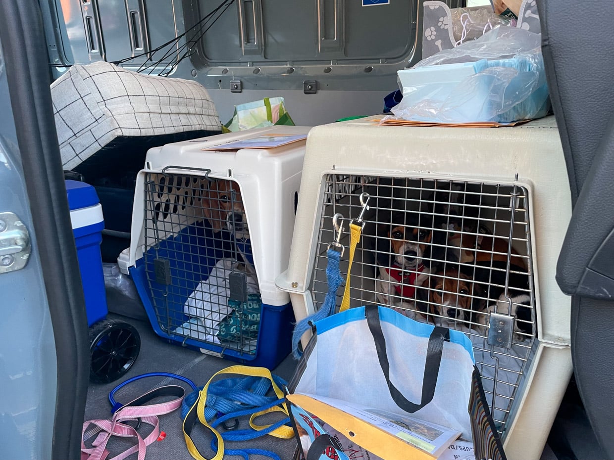 Operation Frodo: A Love Story