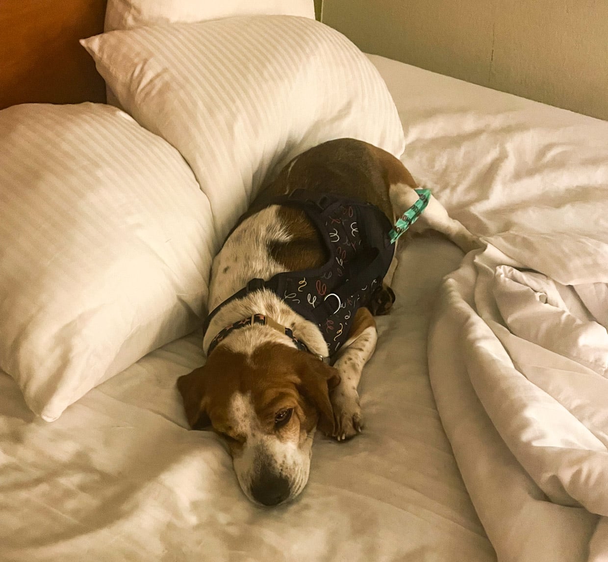 Operation Frodo: A Love Story