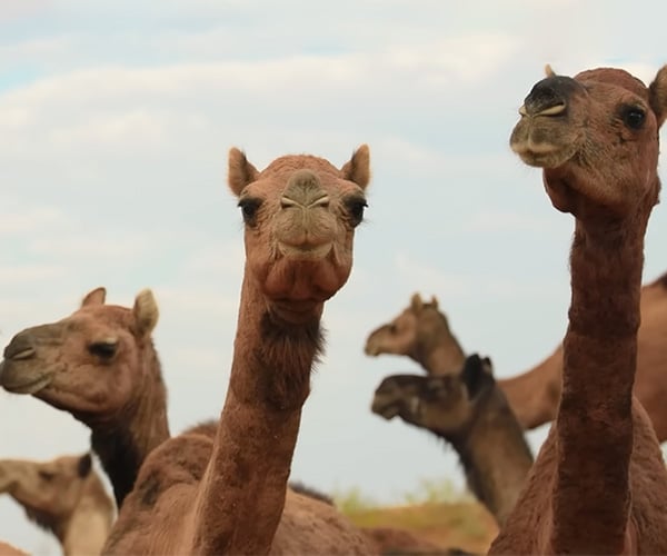 True Facts About Camels