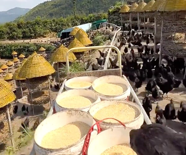 Chicken Feed Monorail