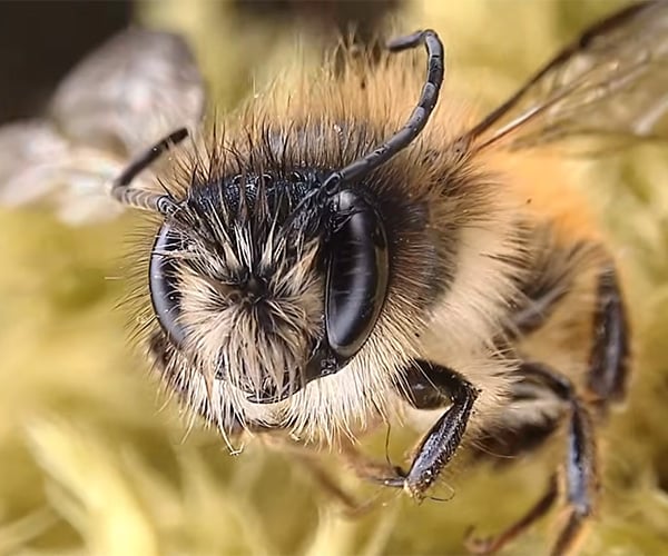 Microscopic “Drone” Photography